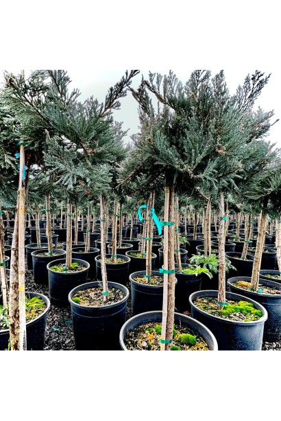 Ялівець горизонтальний Блю Чіп на штамбі в контейнері